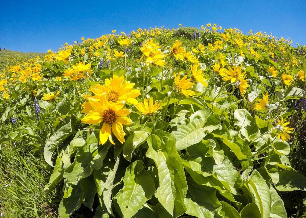 Wyoming High Country Lodge Main image